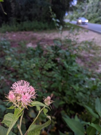 Brickellia cordifolia, photographed by Scott Allen Davis