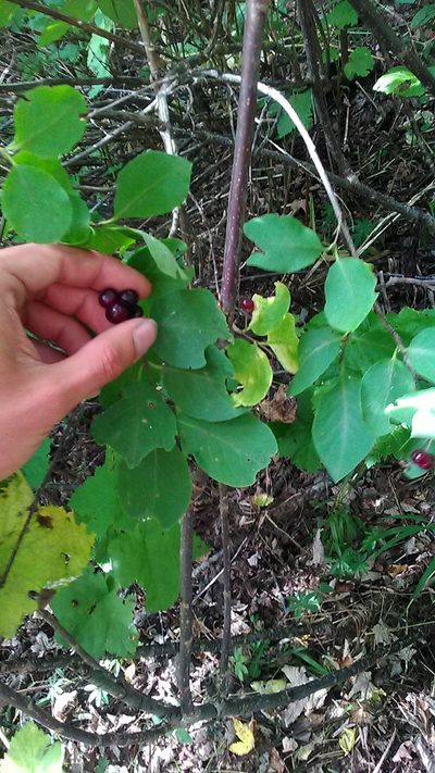Lonicera steveniana, photographed by Михаил Орлов