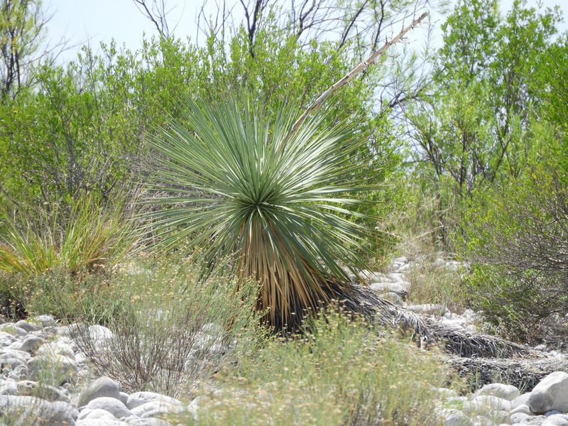 Yucca rostrata, photographed by Leticia Jiménez Hernández