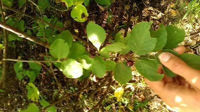 Lonicera steveniana, photographed by Михаил Орлов