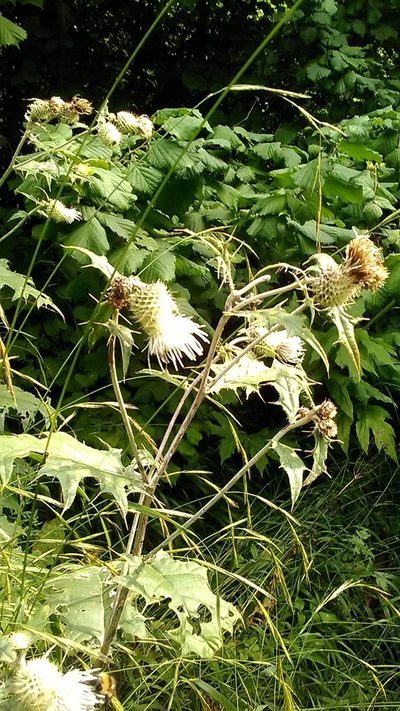 Cirsium chlorocomos, photographed by Михаил Орлов