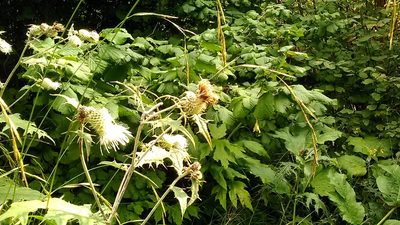 Cirsium chlorocomos, photographed by Михаил Орлов