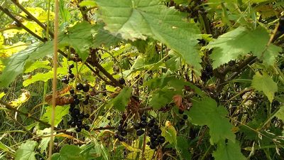 Ribes biebersteinii, photographed by Михаил Орлов