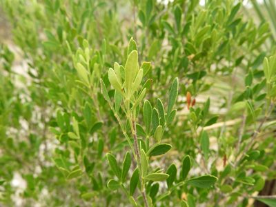 Fraxinus greggii, photographed by Leticia Jiménez Hernández