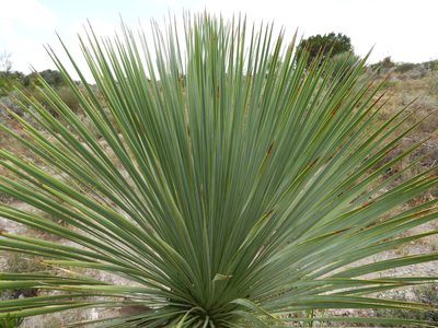 Yucca rostrata, photographed by Leticia Jiménez Hernández