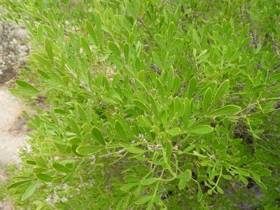 Fraxinus greggii, photographed by Leticia Jiménez Hernández