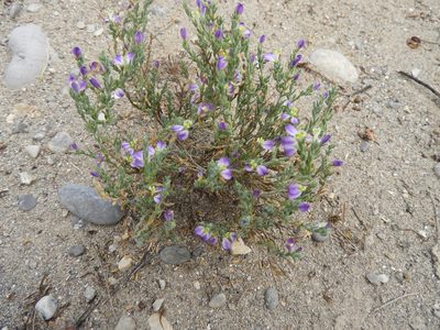Hebecarpa macradenia, photographed by Leticia Jiménez Hernández
