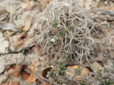 Euploca confertifolia, photographed by Leticia Jiménez Hernández