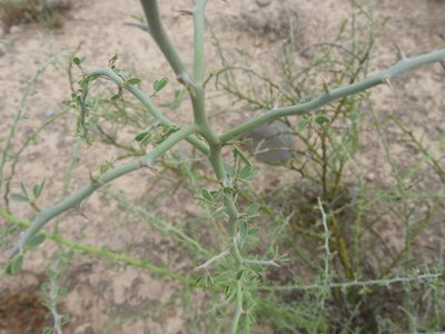Parkinsonia texana, photographed by Leticia Jiménez Hernández