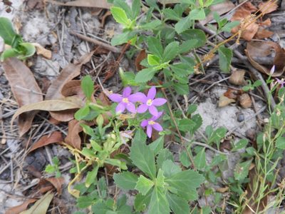 Zeltnera calycosa, photographed by Leticia Jiménez Hernández