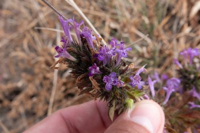 Pogogyne douglasii, photographed by Kyle Nessen