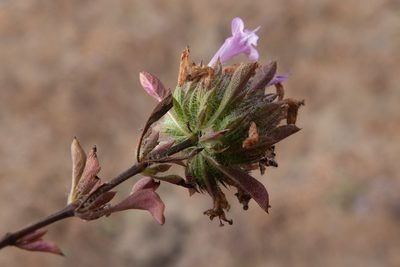 Pogogyne douglasii, photographed by Kyle Nessen