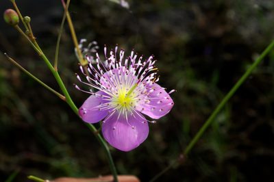 Cleome chelidonii, photographed by Rohit