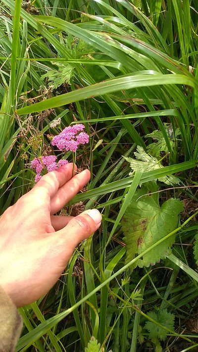 Pimpinella rhodantha, photographed by Михаил Орлов