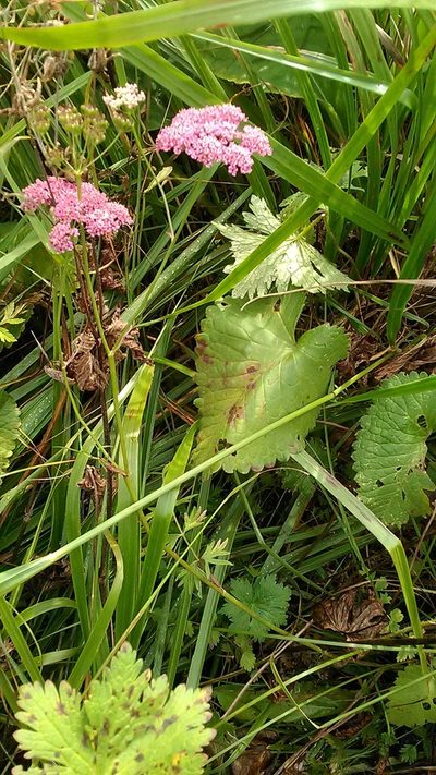 Pimpinella rhodantha, photographed by Михаил Орлов