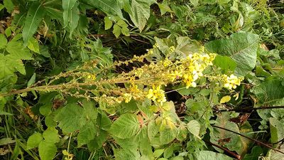 Verbascum pyramidatum, photographed by Михаил Орлов