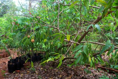 Annona reticulata, photographed by Rohit