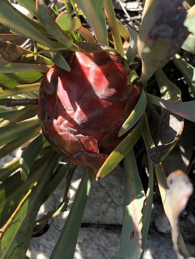 Protea vogtsiae, photographed by Dave U