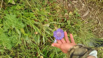 Lomelosia caucasica, photographed by Михаил Орлов