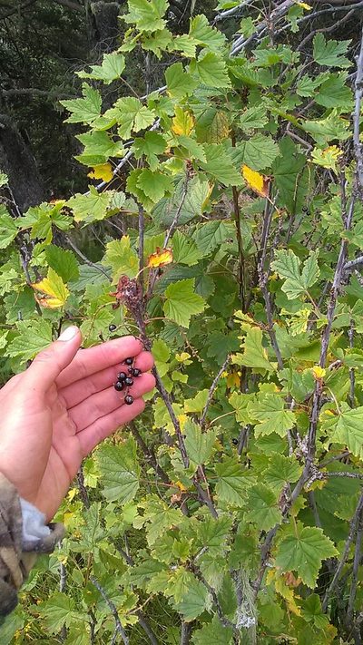 Ribes biebersteinii, photographed by Михаил Орлов
