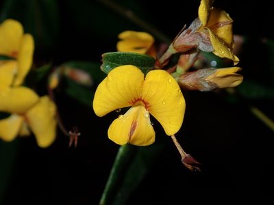 Bossiaea parviflora, photographed by Thomas Mesaglio