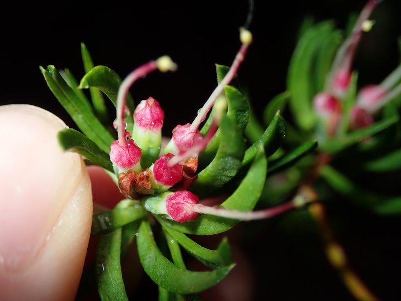 Darwinia procera, photographed by Thomas Mesaglio