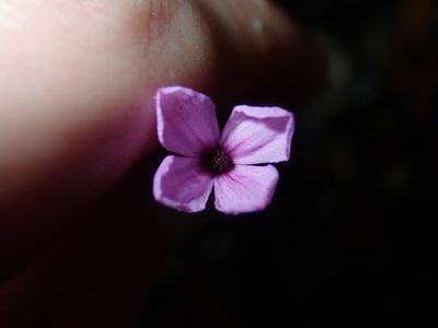 Tetratheca ericifolia, photographed by Thomas Mesaglio