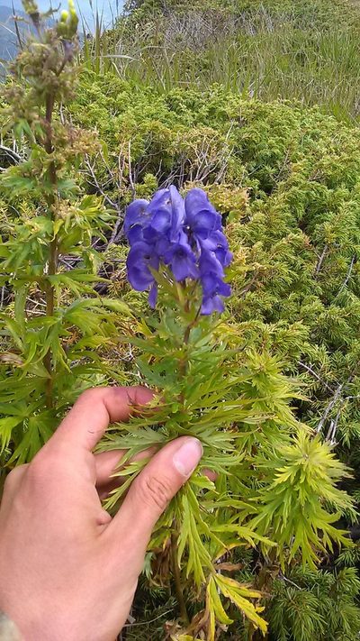 Aconitum nasutum, photographed by Михаил Орлов