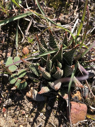 Tulista minor, photographed by Sean Privett