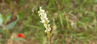 Ischaemum muticum, photographed by Ong Jyh Seng