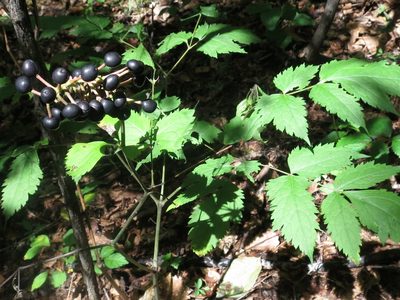 Actaea asiatica, photographed by Repina Tatyana