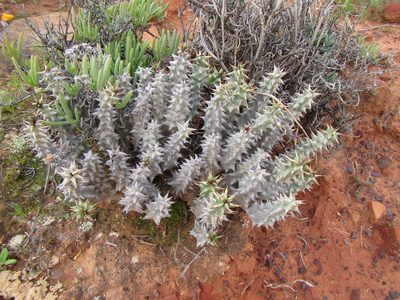 Quaqua mammillaris, photographed by douglaseustonbrown