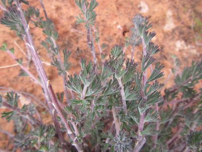 Pelargonium karooicum, photographed by douglaseustonbrown