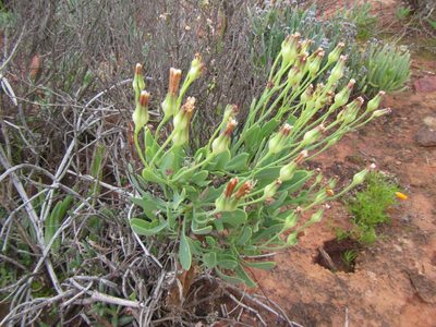 Othonna quercifolia, photographed by douglaseustonbrown