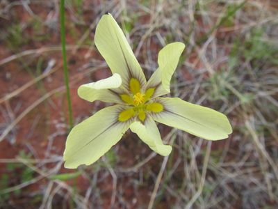Moraea vallisbelli, photographed by douglaseustonbrown