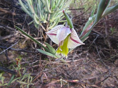 Gladiolus watermeyeri, photographed by douglaseustonbrown
