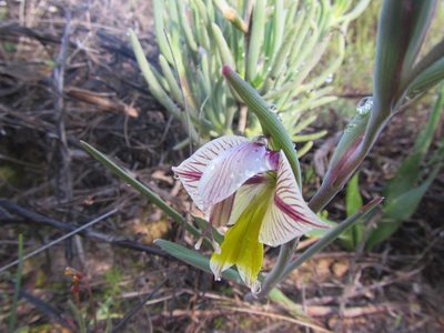 Gladiolus watermeyeri, photographed by douglaseustonbrown