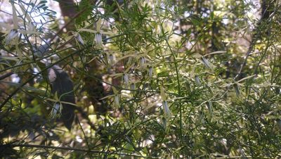 Clematis leptophylla, photographed by Jeff Harbrow