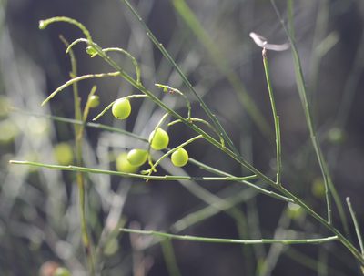 Leptomeria acida, photographed by ronavery