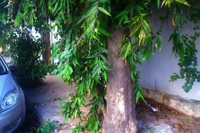 Monoon longifolium, photographed by Rohit