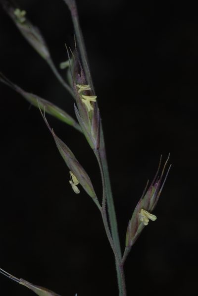 Festuca brachyphylla, photographed by Douglas Goldman