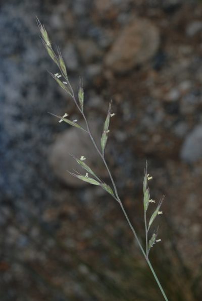 Festuca brachyphylla, photographed by Douglas Goldman