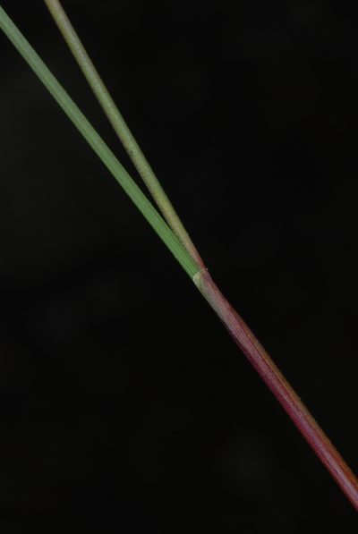 Festuca brachyphylla, photographed by Douglas Goldman