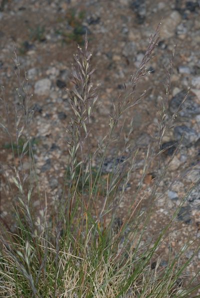 Festuca brachyphylla, photographed by Douglas Goldman