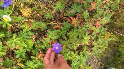Geranium gymnocaulon, photographed by Михаил Орлов