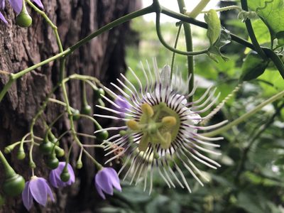 Passiflora bryonioides, photographed by Luis F. Ramírez