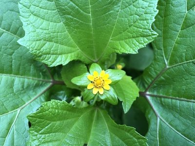 Melampodium perfoliatum, photographed by Luis F. Ramírez
