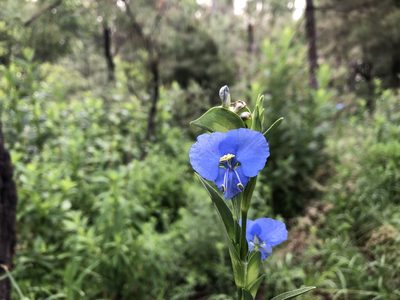 Commelina tuberosa, photographed by Luis F. Ramírez