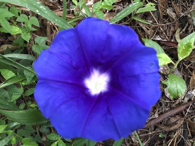 Ipomoea laeta, photographed by Luis F. Ramírez