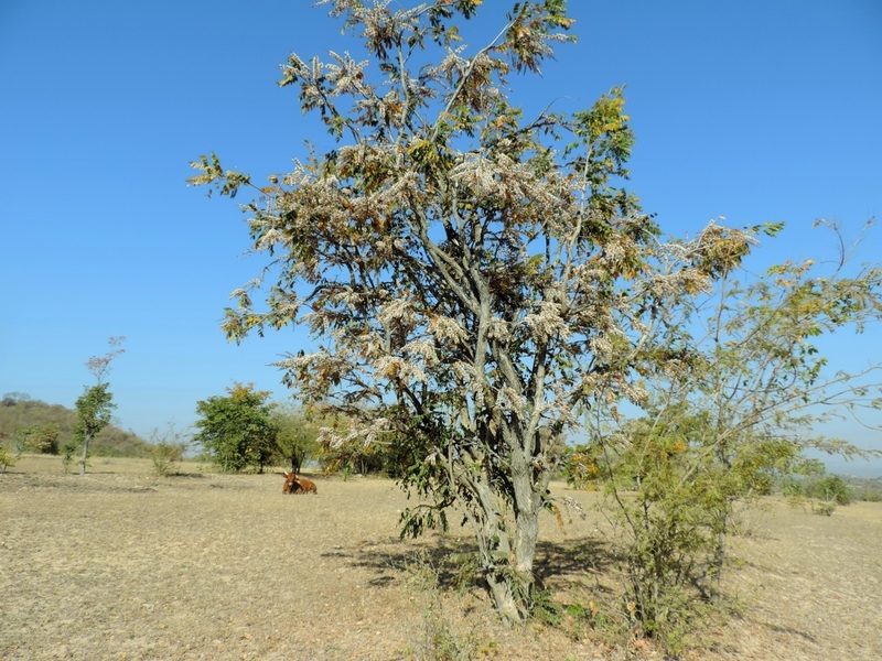 Dalbergiella nyasae, photographed by i_c_riddell